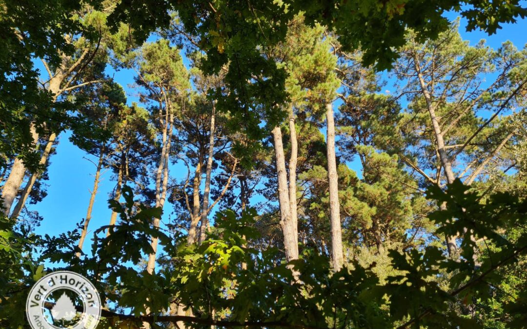 L’arbre et l’oiseau