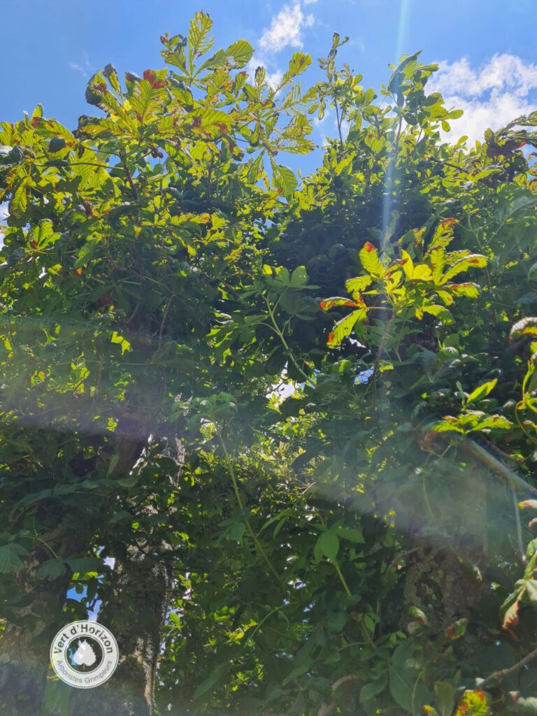 mineuse elagage abattage guerande piriac mesquer la baule pornichet le croisic la turballe 2