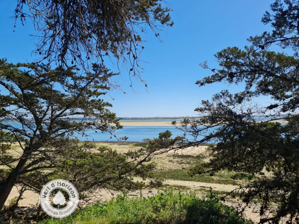 elagage abattage vert dhorizon piriac guerande la baule mesquer