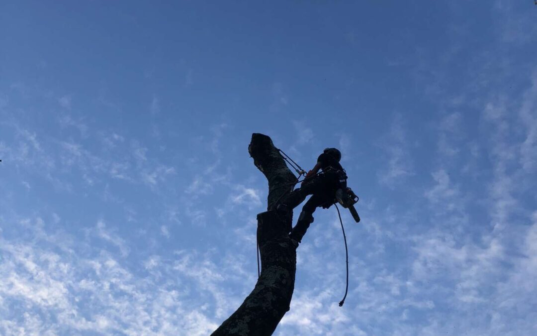 Le “low-cost” abusif dans l’arboriculture : quand le pas cher peut coûter très cher