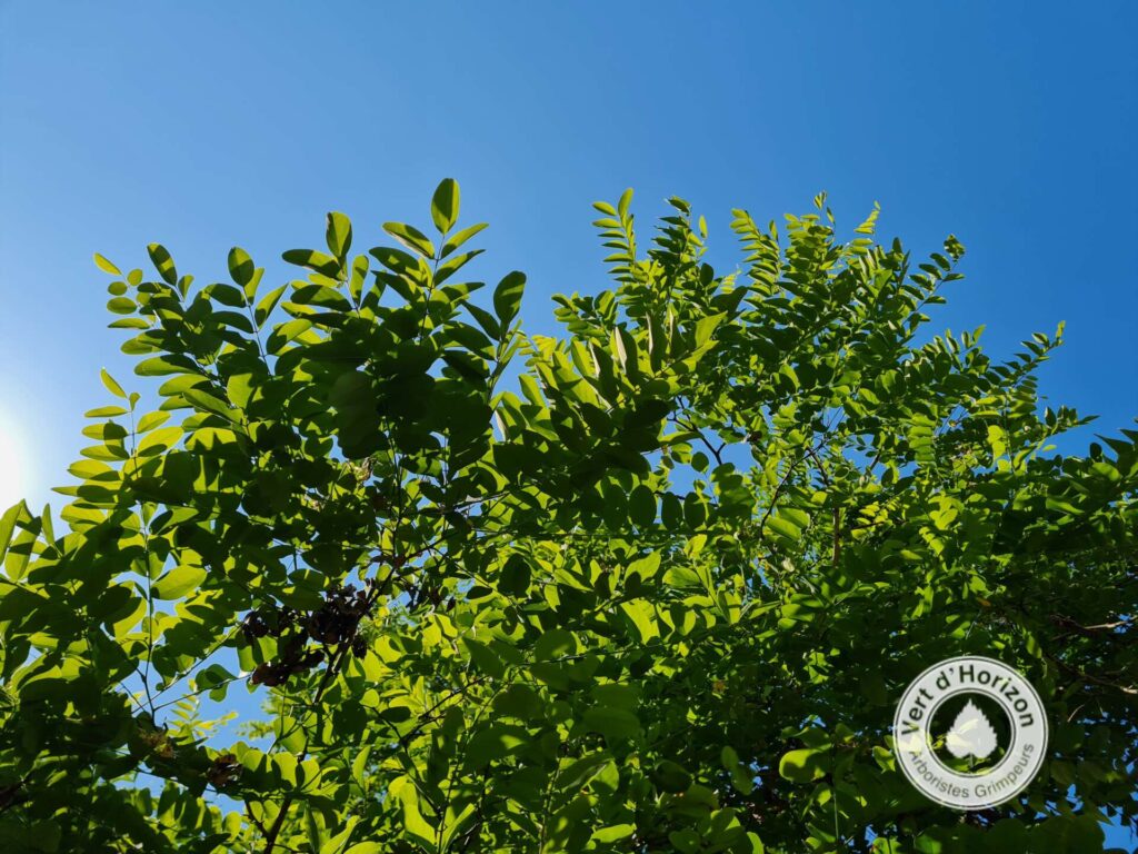 Le robinier vert d horizon abattage elagage guerande piriac mesquere la turballe la baule saint nazaire le croisic 2