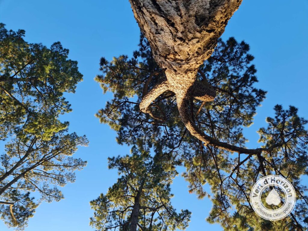elagage abattage guerand piriac la baule mesquer la turballe le croisic le pouliguen pornichet taille arbre vert d horizon 2