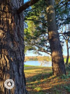 elagage abattage guerand piriac la baule mesquer la turballe le croisic le pouliguen pornichet taille arbre vert d horizon 5