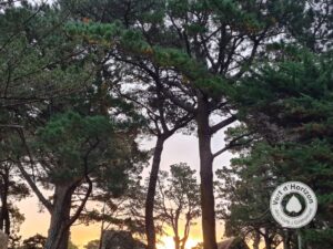 elagage abattage guerand piriac la baule mesquer la turballe le croisic le pouliguen pornichet taille arbre vert d horizon 7