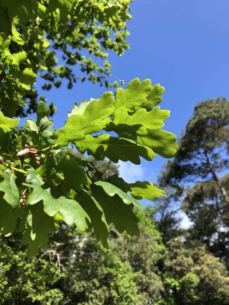 elagage abattage piriac guerande la baule 2