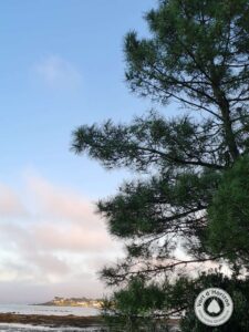 météo arbre elagage abattage guerande piriac la baule pornichet le croisic mesquer la turballe 2