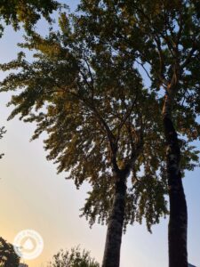 météo arbre elagage abattage guerande piriac la baule pornichet le croisic mesquer la turballe 4