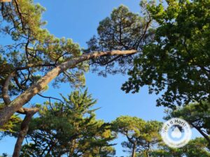 météo arbre elagage abattage guerande piriac la baule pornichet le croisic mesquer la turballe 5