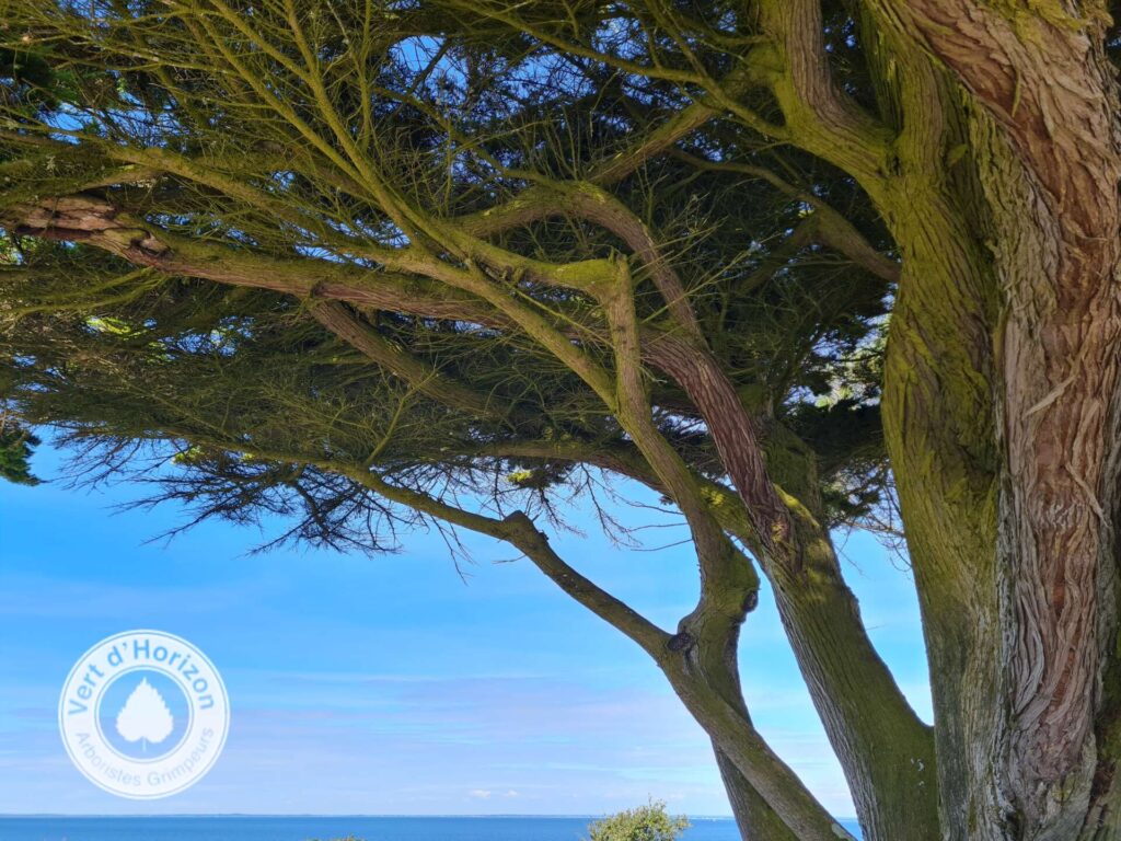 météo arbre elagage abattage guerande piriac la baule pornichet le croisic mesquer la turballe 6
