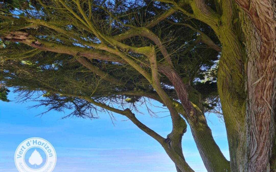 L’arbre un vrai météorologue