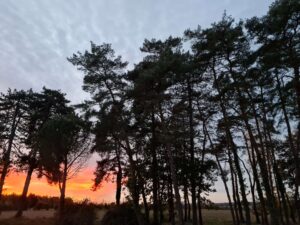 dormance arbre taille abattage la baule piriac guerande la turballe pornichet mesquer le croisic 3