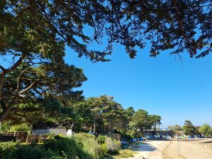 dormance arbre taille abattage la baule piriac guerande la turballe pornichet mesquer le croisic 4