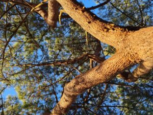 dormance arbre taille abattage la baule piriac guerande la turballe pornichet mesquer le croisic 5