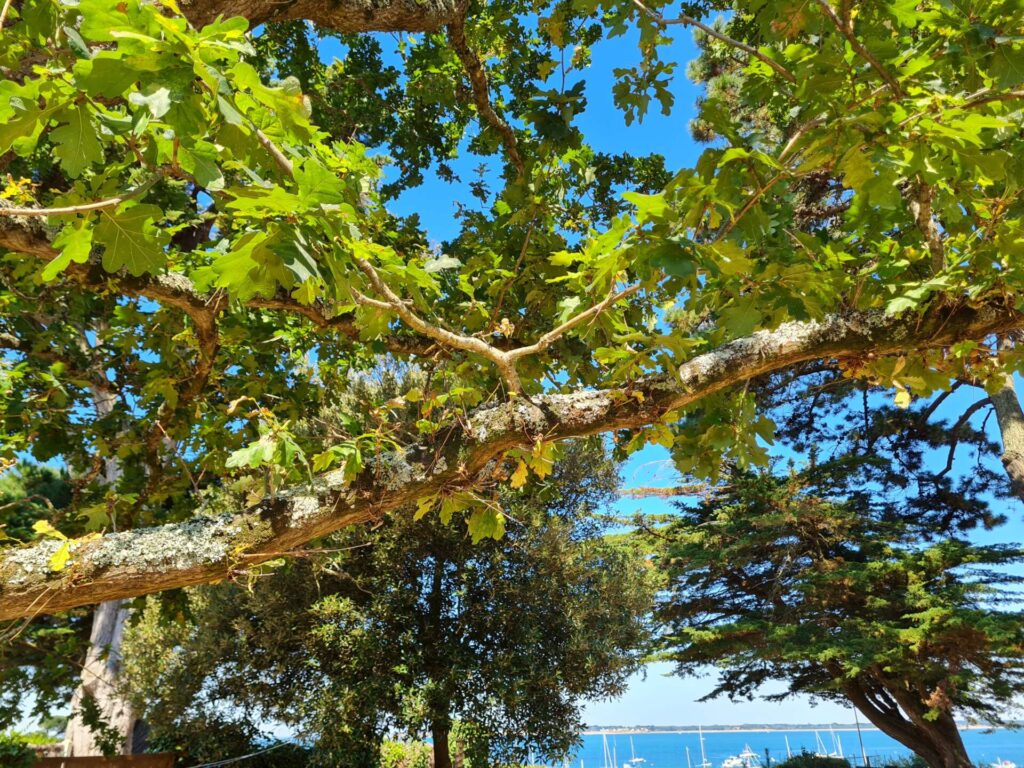 dormance arbre taille abattage la baule piriac guerande la turballe pornichet mesquer le croisic 7