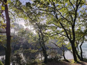 dormance elagage abattage taille des arbres piriac mesquer la turballe le croisic la baule saint nazaire pornichet 2