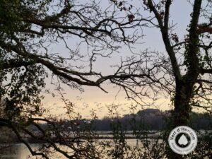 dormance elagage abattage taille des arbres piriac mesquer la turballe le croisic la baule saint nazaire pornichet 7