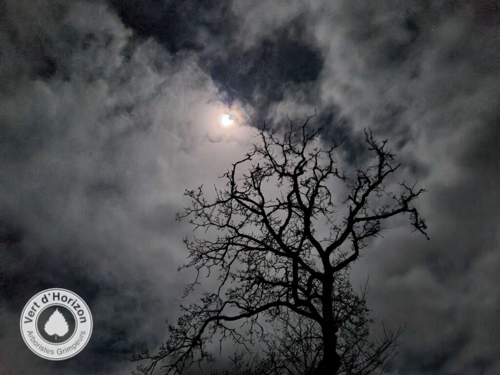 La lune taille des arbres abattage guerande piriac la turballe mesquer la baule pornichet 8