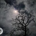 La lune taille des arbres abattage guerande piriac la turballe mesquer la baule pornichet 8