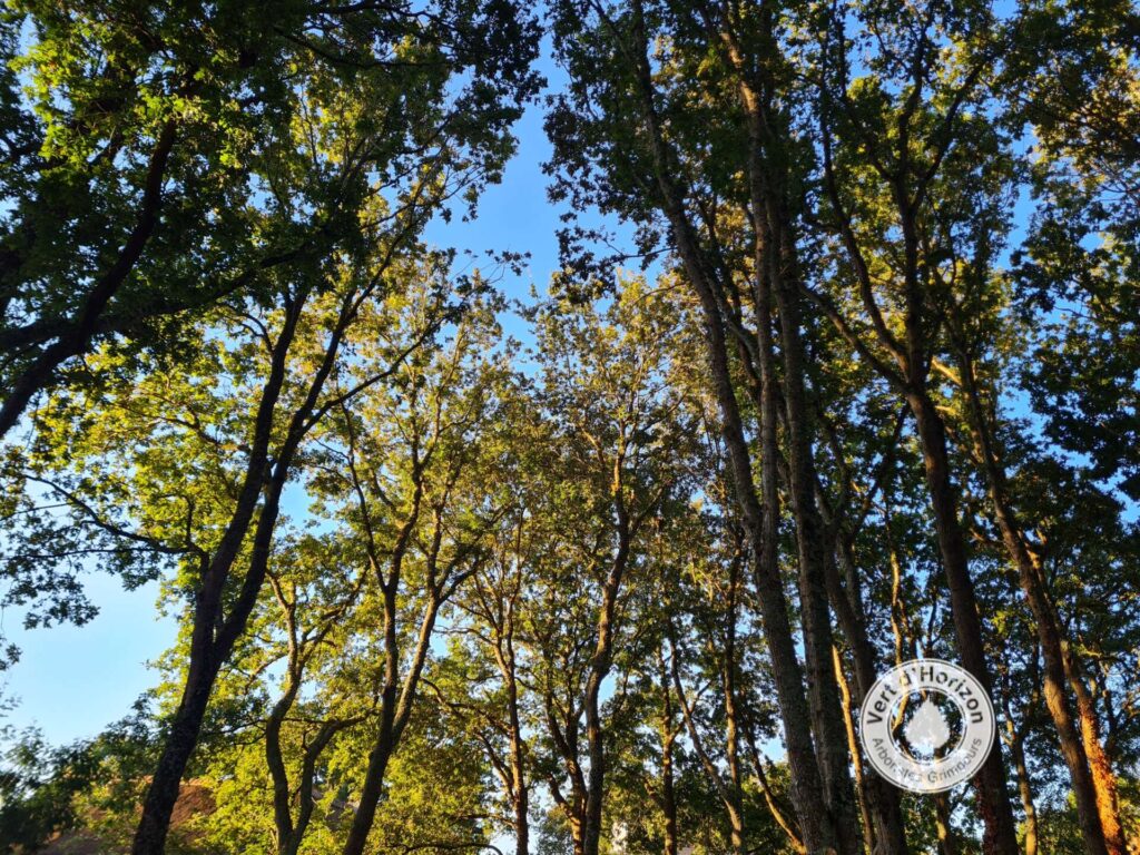 broussin loupe arbre taille elagage abattage piriac la baule guerande la turballe mesquer le croisic pornichet 1