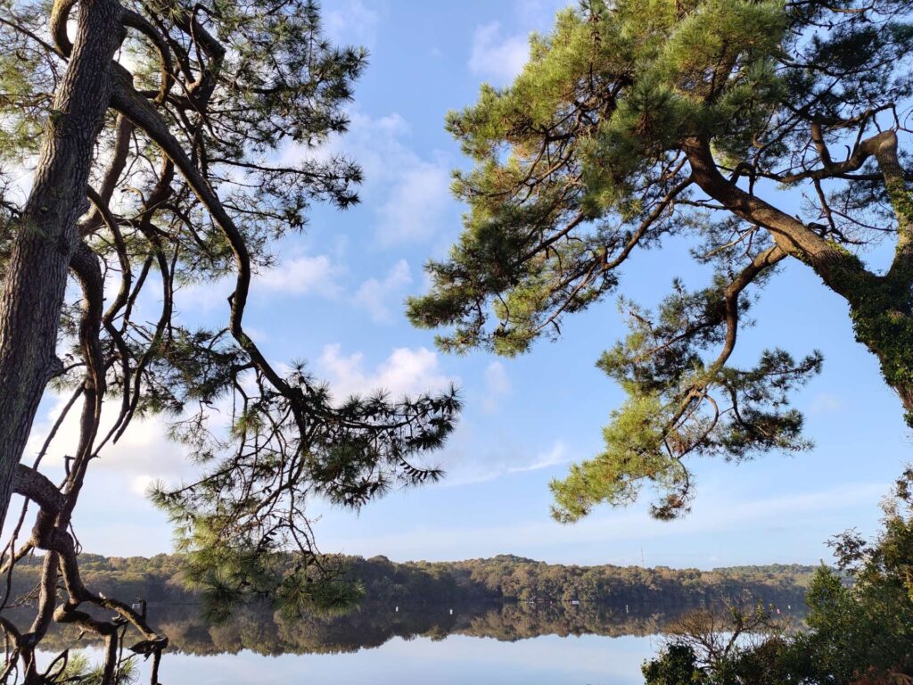 odeur pin taille elagage abattage guerande piriac la turballe la baule mesquer pronichet 5