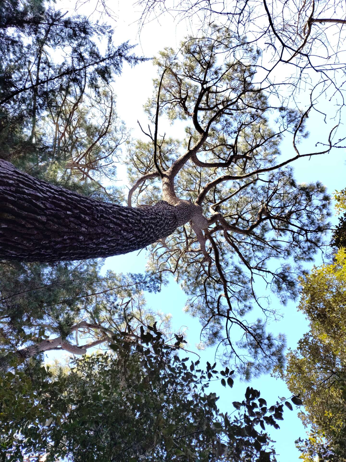 elagae abattage taille arbres bois quimiac mesquer piriac guerande la turballe la baule pornichet 4