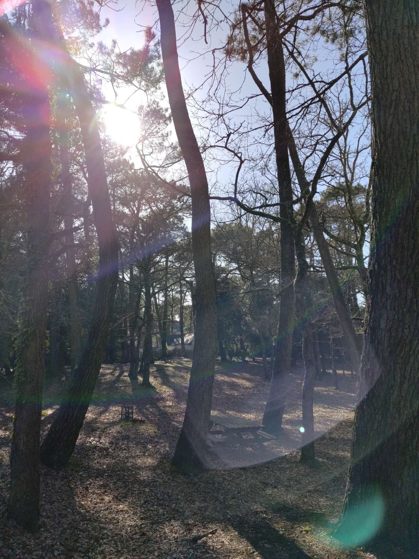 elagae abattage taille arbres bois quimiac mesquer piriac guerande la turballe la baule pornichet 5