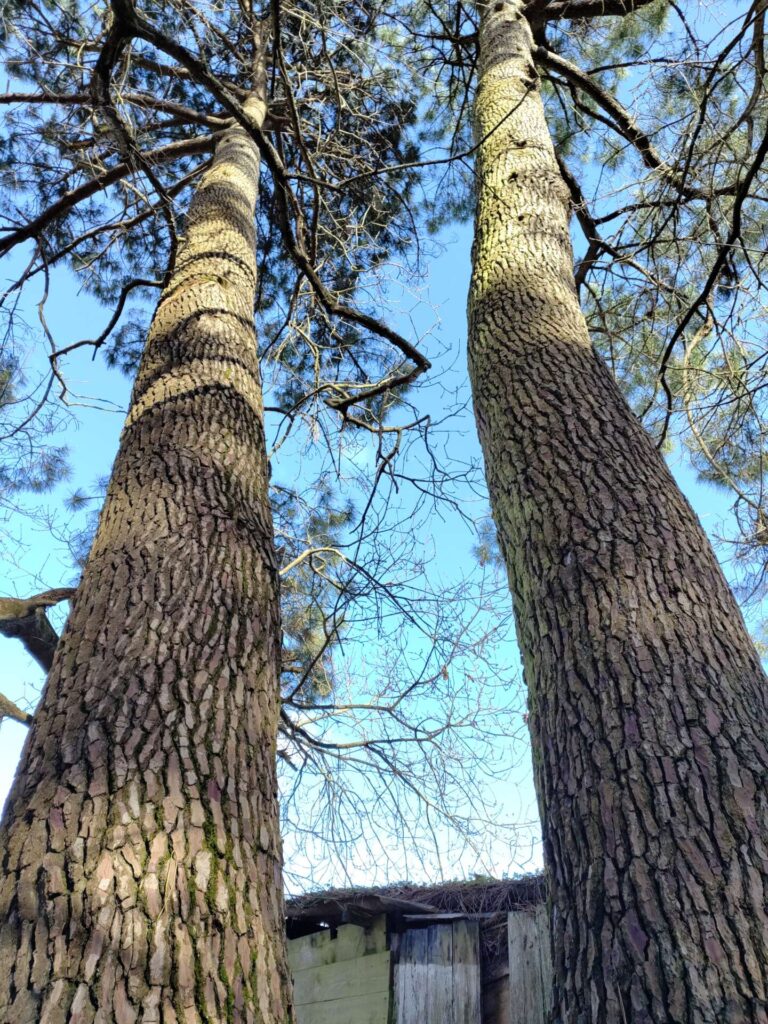 souplesse elagage abattage taille arbre piriac guérande la baule pornichet mesquer la turballe 8