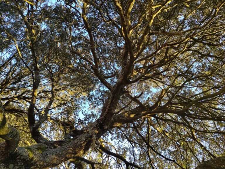 taille en vert elagage abattage vert d horizon la baule piriac la turballe mesquer guerande le pouliguen pornichet 1