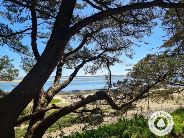 taille en vert elagage abattage vert d horizon la baule piriac la turballe mesquer guerande le pouliguen pornichet 4