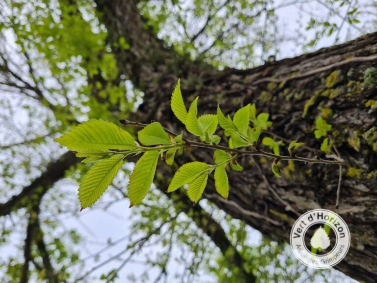 taille en vert elagage abattage vert d horizon la baule piriac la turballe mesquer guerande le pouliguen pornichet 6