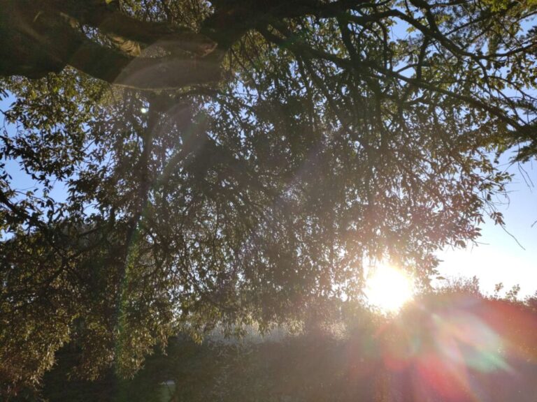 taille en vert elagage abattage vert d horizon la baule piriac la turballe mesquer guerande le pouliguen pornichet 7