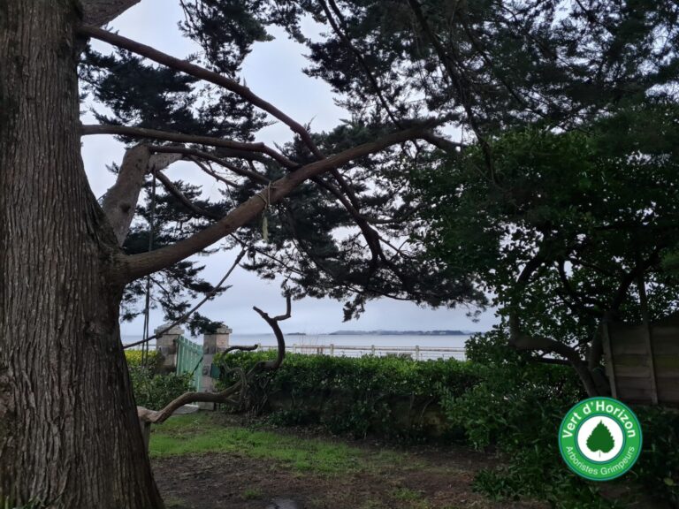 elagage abattage taille arbre piriac guerande la baule pornichet le croisic le pouliguen vert dhorizon 1