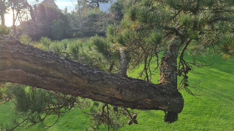 elagage abattage taille arbre piriac guerande la baule pornichet le croisic le pouliguen vert dhorizon 5