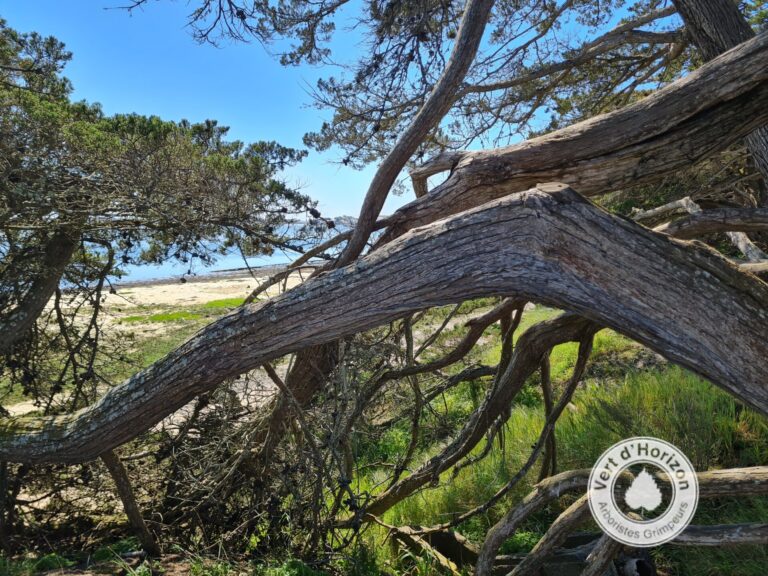 elagage abattage taille arbre piriac guerande la baule pornichet le croisic le pouliguen vert dhorizon 6