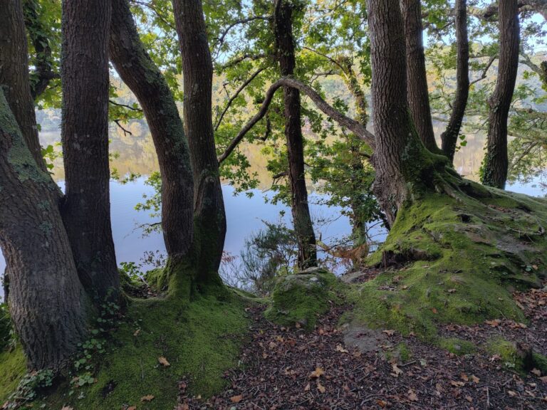 elagage abattage guerande piriac mesquer la turballe la baule taille arbre vert d horizon le pouliguen pronichet saint-nazaire 1