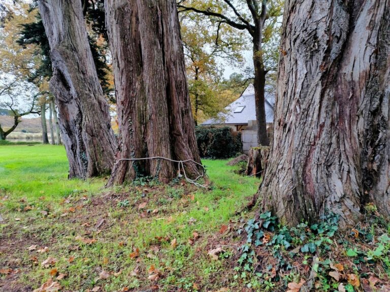 elagage abattage guerande piriac mesquer la turballe la baule taille arbre vert d horizon le pouliguen pronichet saint-nazaire 2