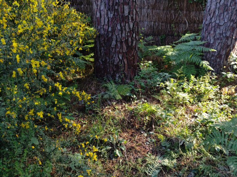 elagage abattage guerande piriac mesquer la turballe la baule taille arbre vert d horizon le pouliguen pronichet saint-nazaire 4