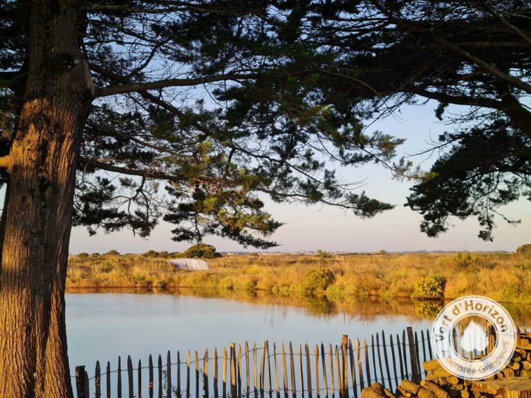 Le cycle du champignon
