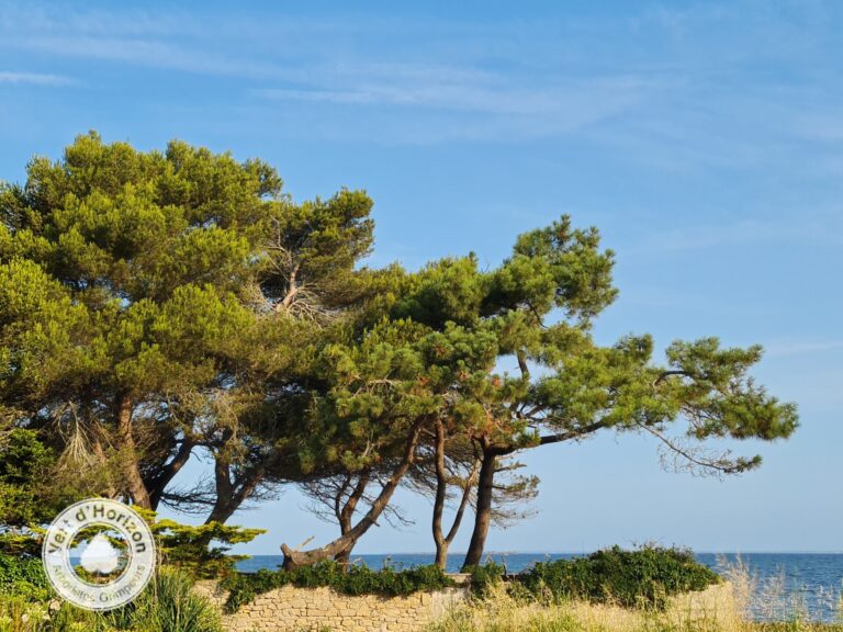 Halte au procès des résineux