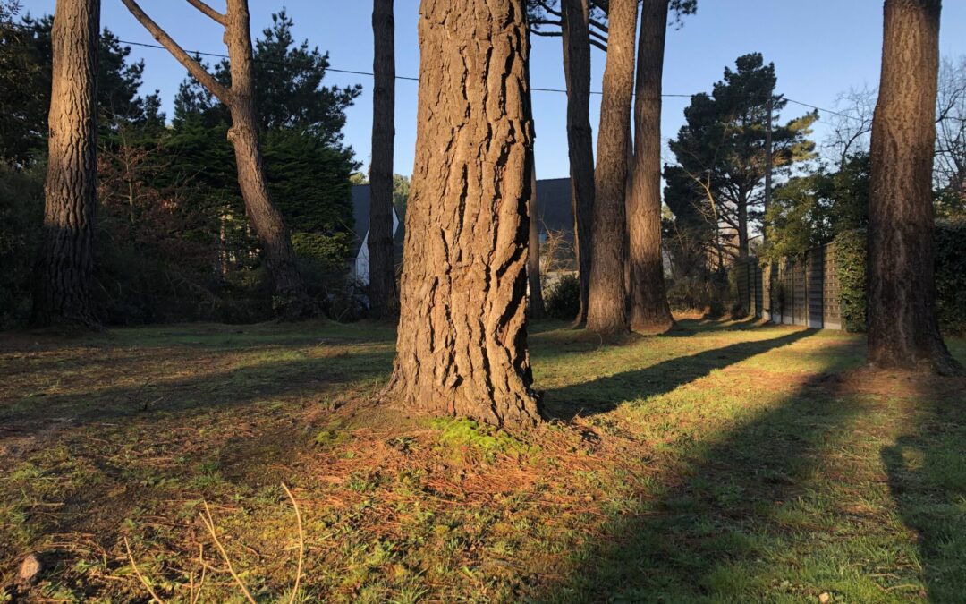 L’arbre résineux acidifiant