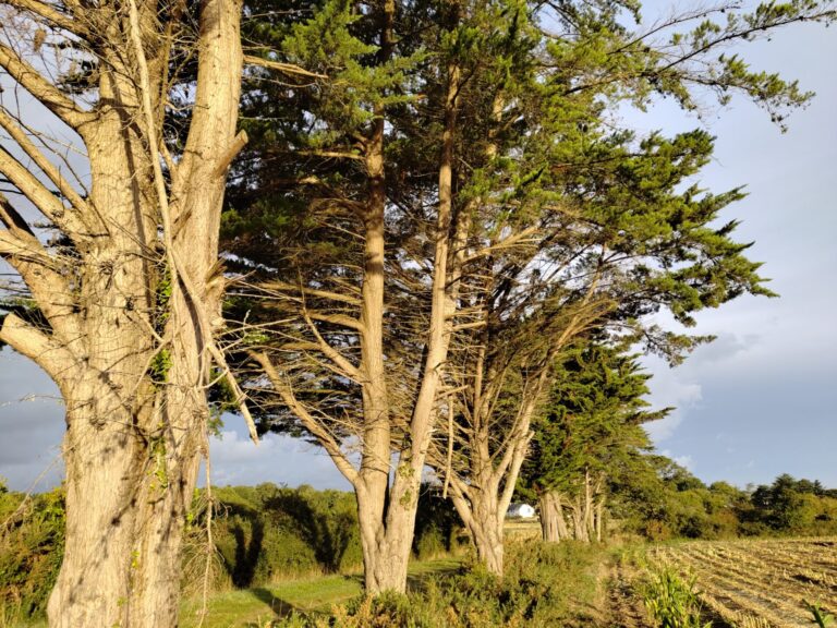 Les vraies causes de l’acidité du sol