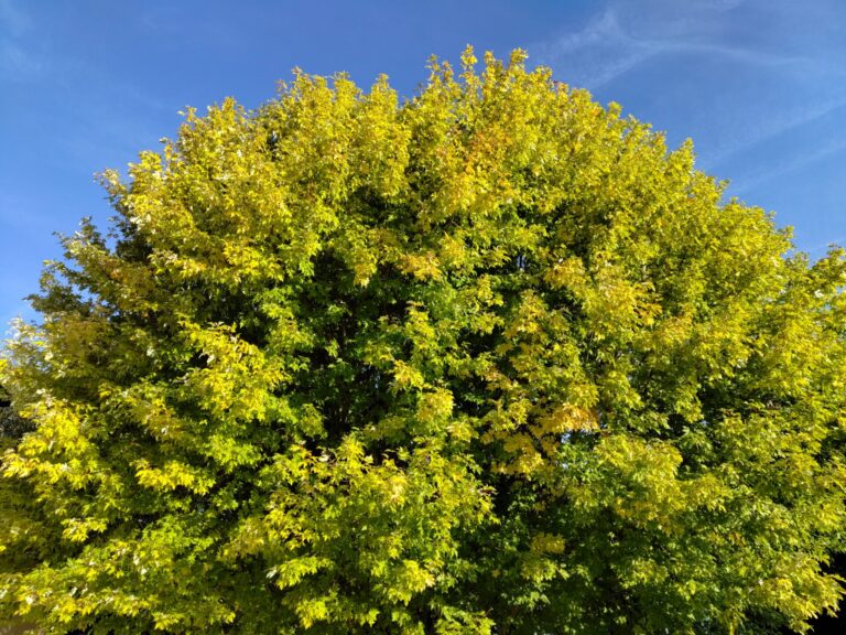 automne arbre taille abattage élagage piriac mesquer la turballe guerande la baule pornichet saint nazaire le croisic 1