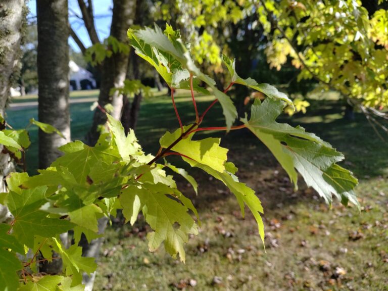automne arbre taille abattage élagage piriac mesquer la turballe guerande la baule pornichet saint nazaire le croisic 6