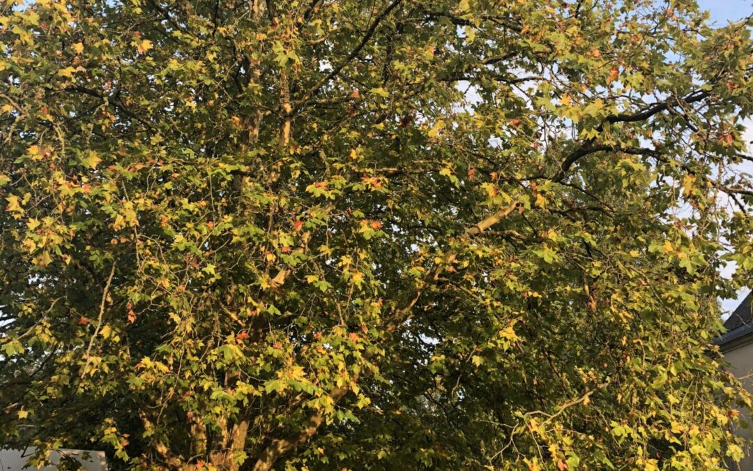 L’arbre couleur d’automne