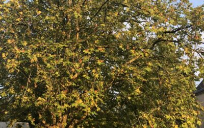 L’arbre couleur d’automne