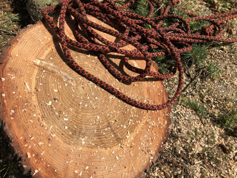 La fabrique du temps : naissance des cernes