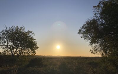 Le temps dans les cernes, mémoire d’un tronc