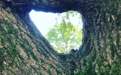 Cicatrisant de l’arbre