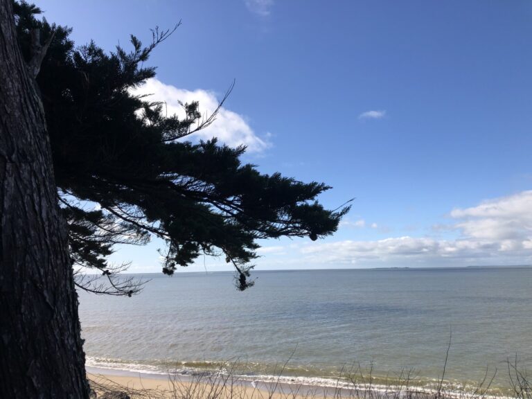 La vraie question : où et comment tailler ?