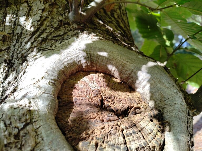 À quoi sert vraiment le bois de recouvrement ?